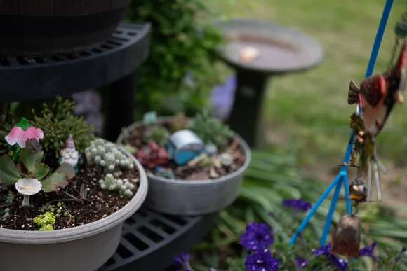 Sukkulenten in Blumentöpfen